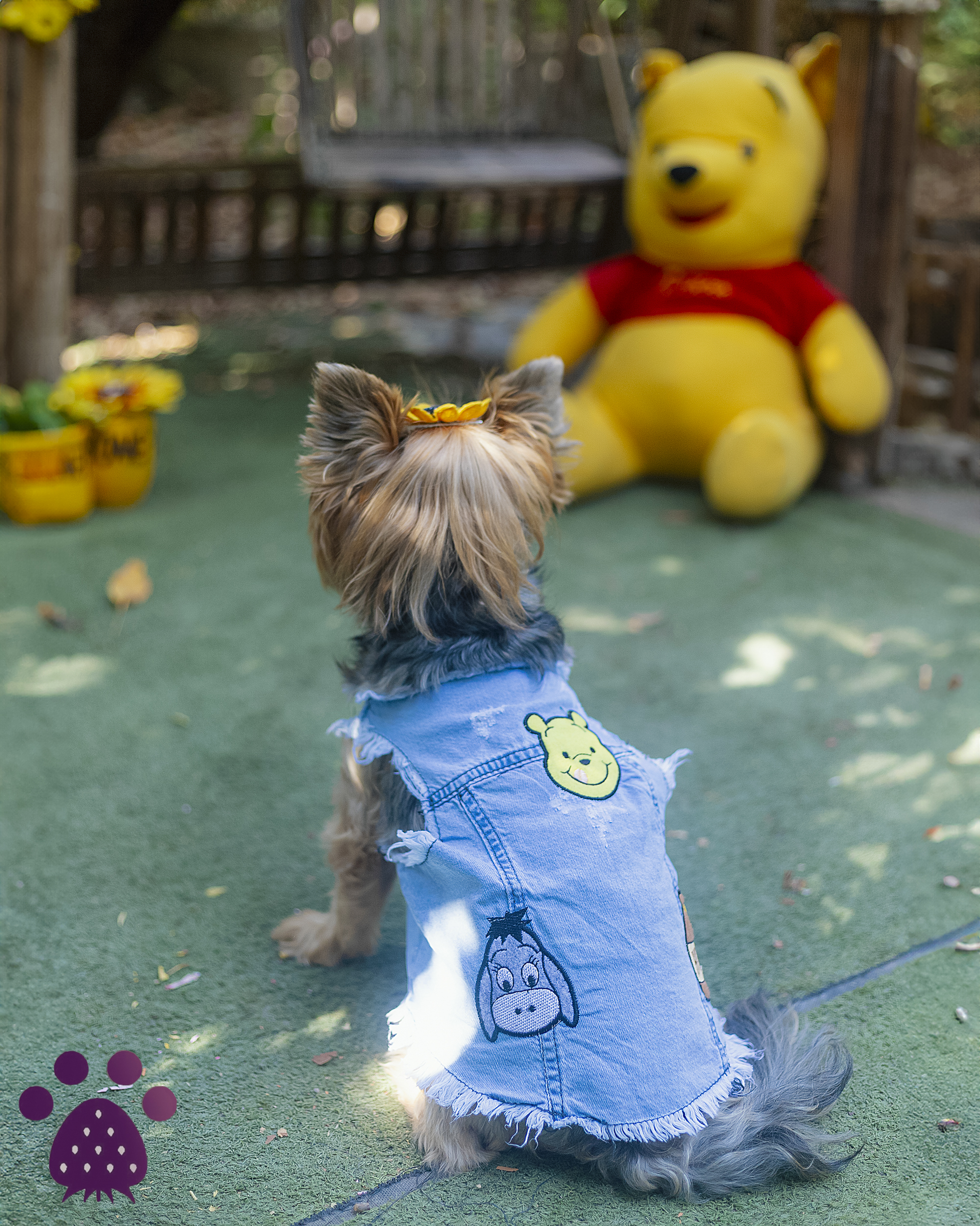 کت pooh